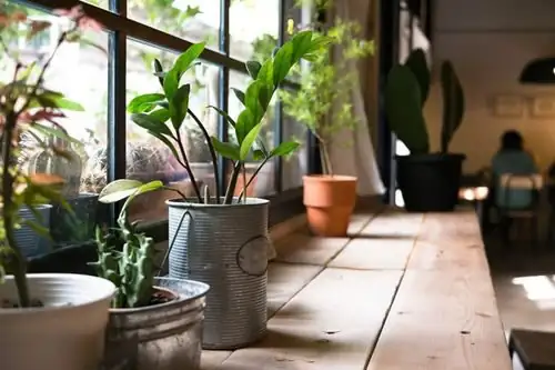 cast iron plant bright indirect light