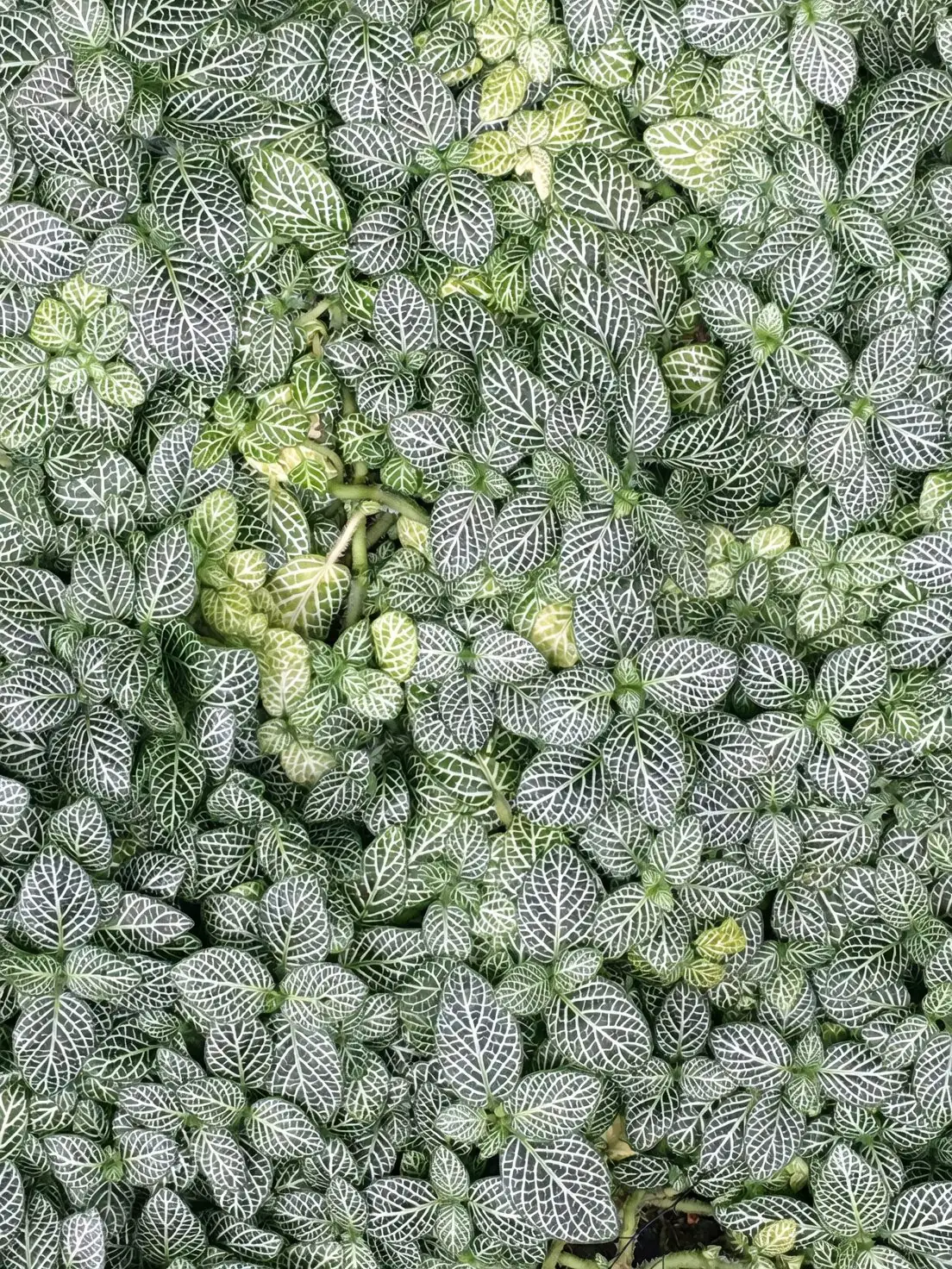 aspidistra variegated leaf close-up