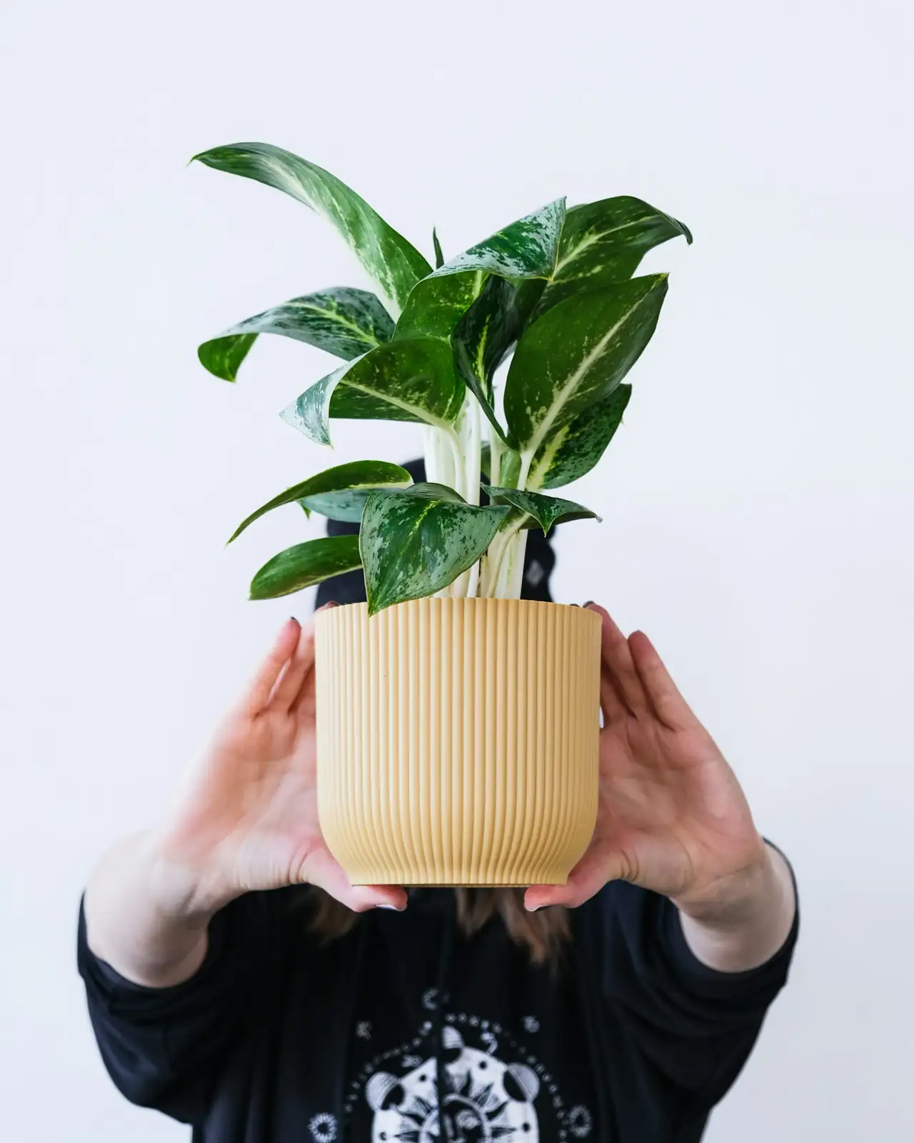 aspidistra watering indoor pot hands