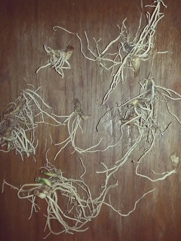 cast iron plant rhizome close-up