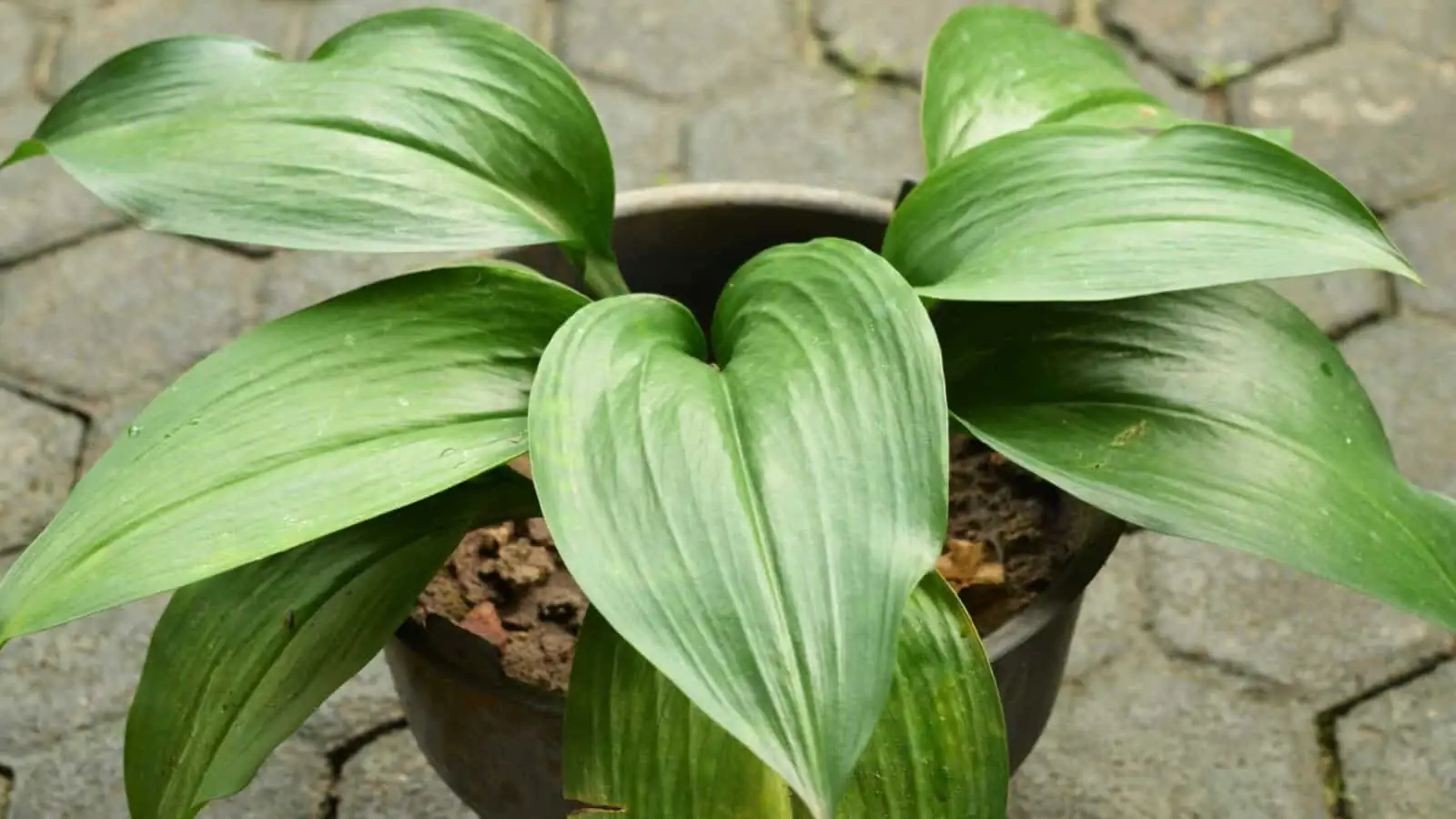 cast iron plant soil mix