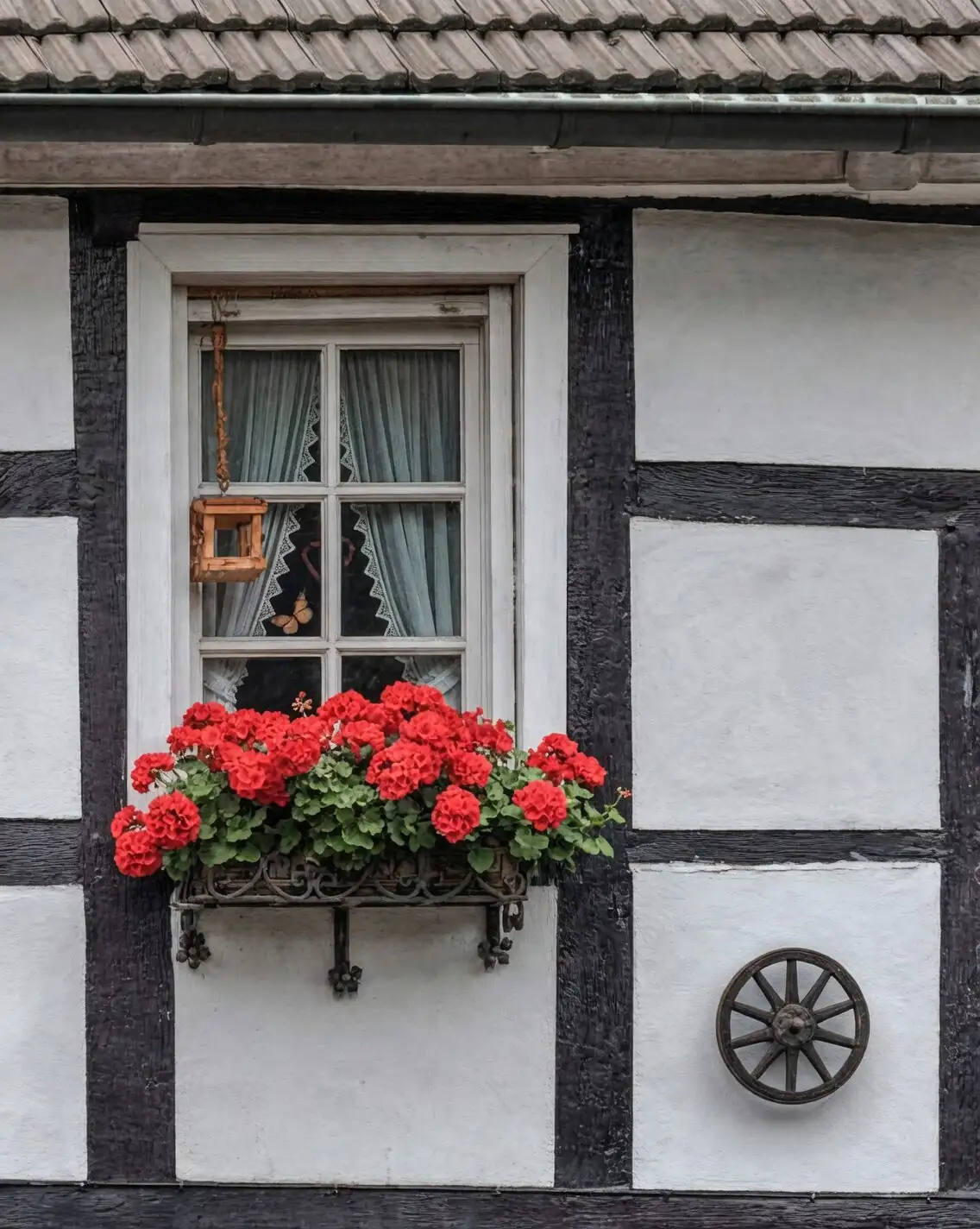 variegated cast iron plant north window