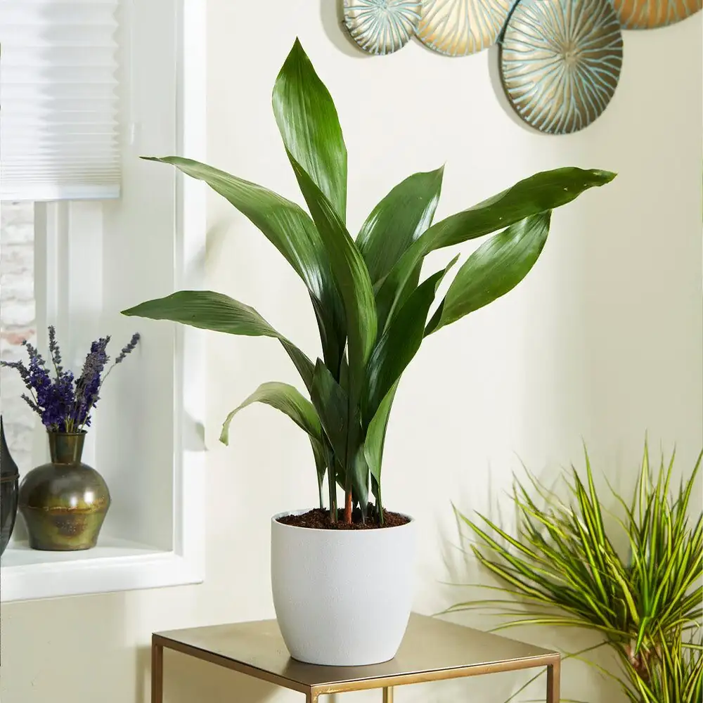 cast iron plant by window blinds