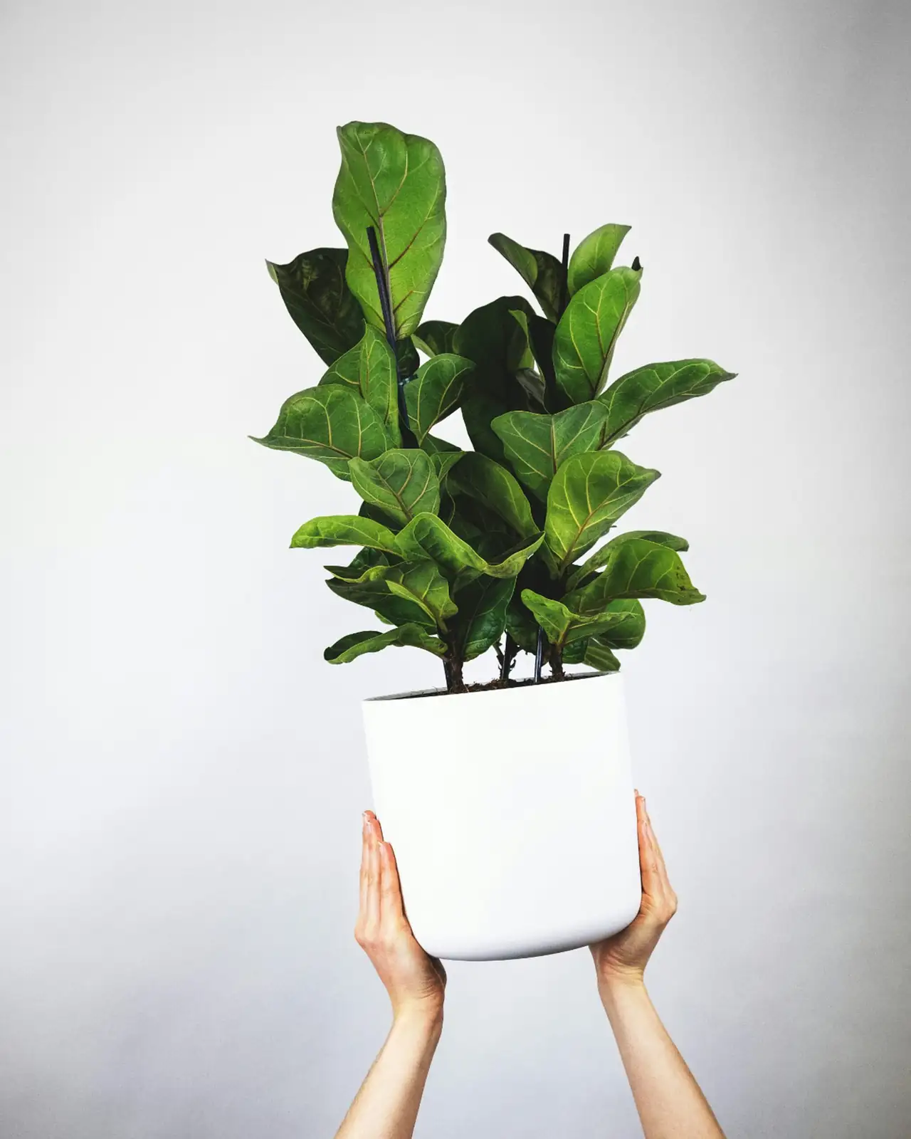 cast iron plant watering in pot