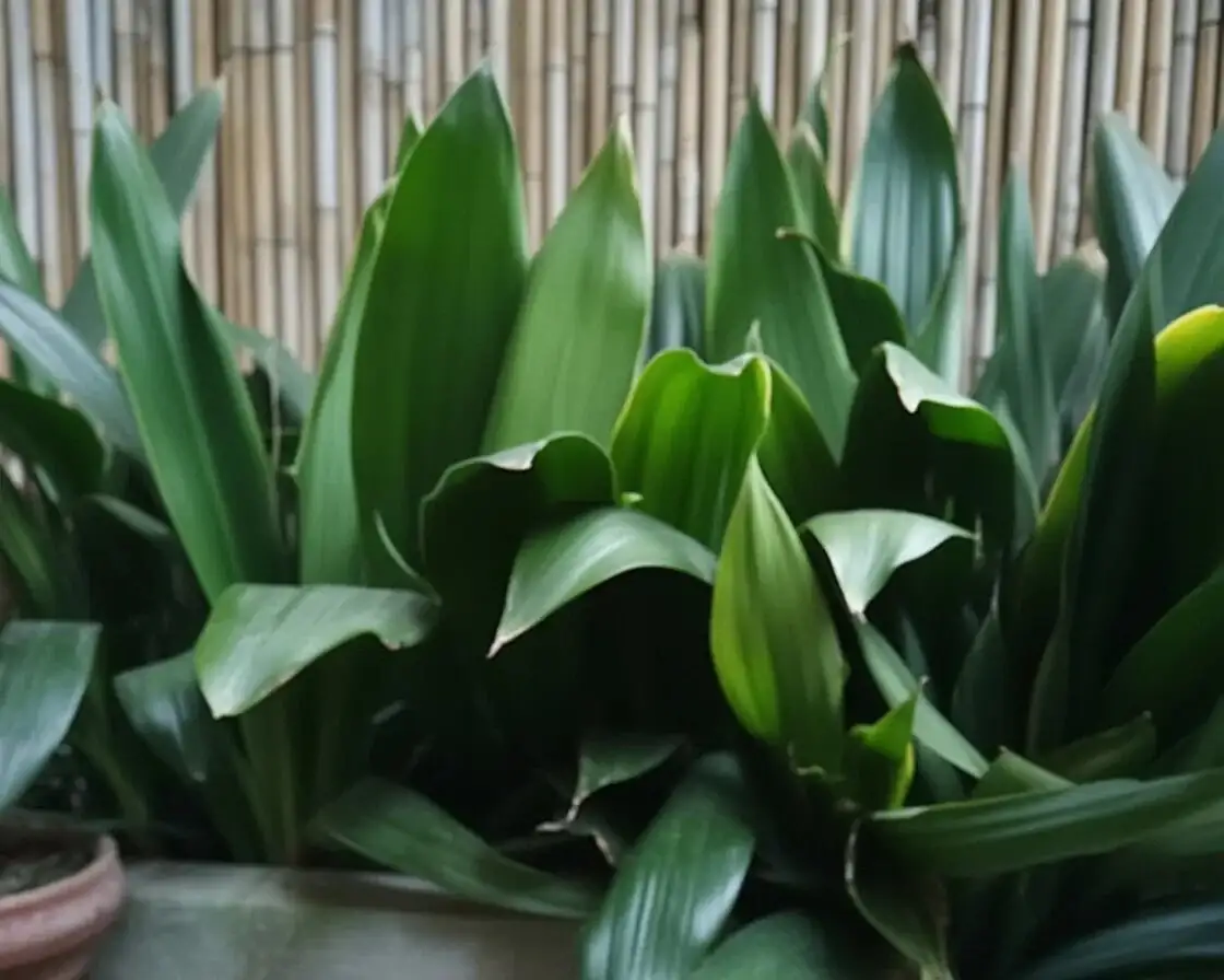 Unkillable? Not Quite: The Cast-Iron Plant Care Playbook for Low-Light Legends
