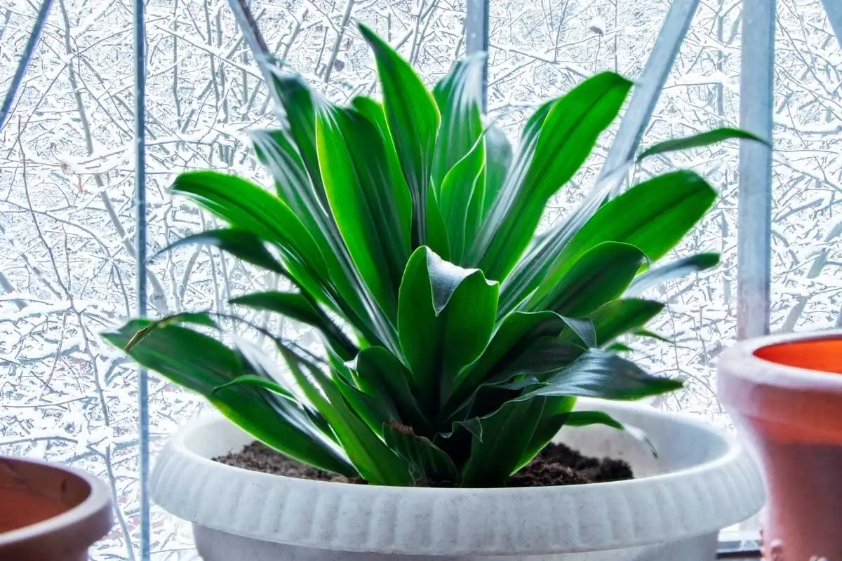 cast iron plant watering can drainage