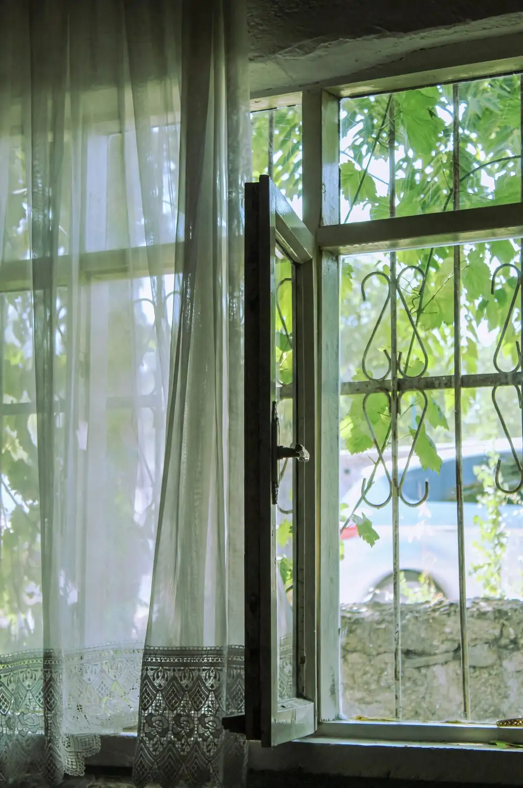cast iron plant behind sheer curtain