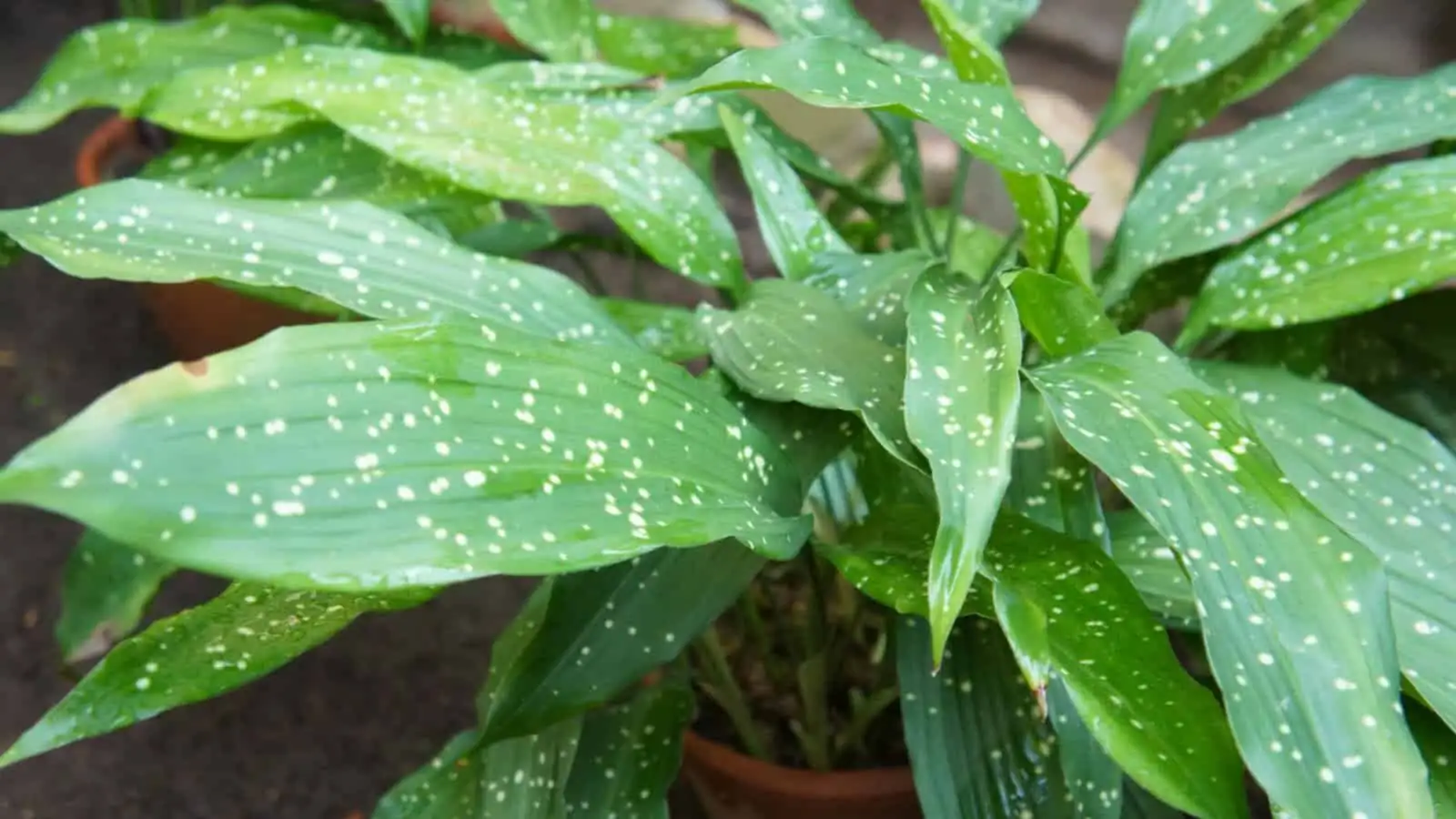cast iron plant leaf wiping hands