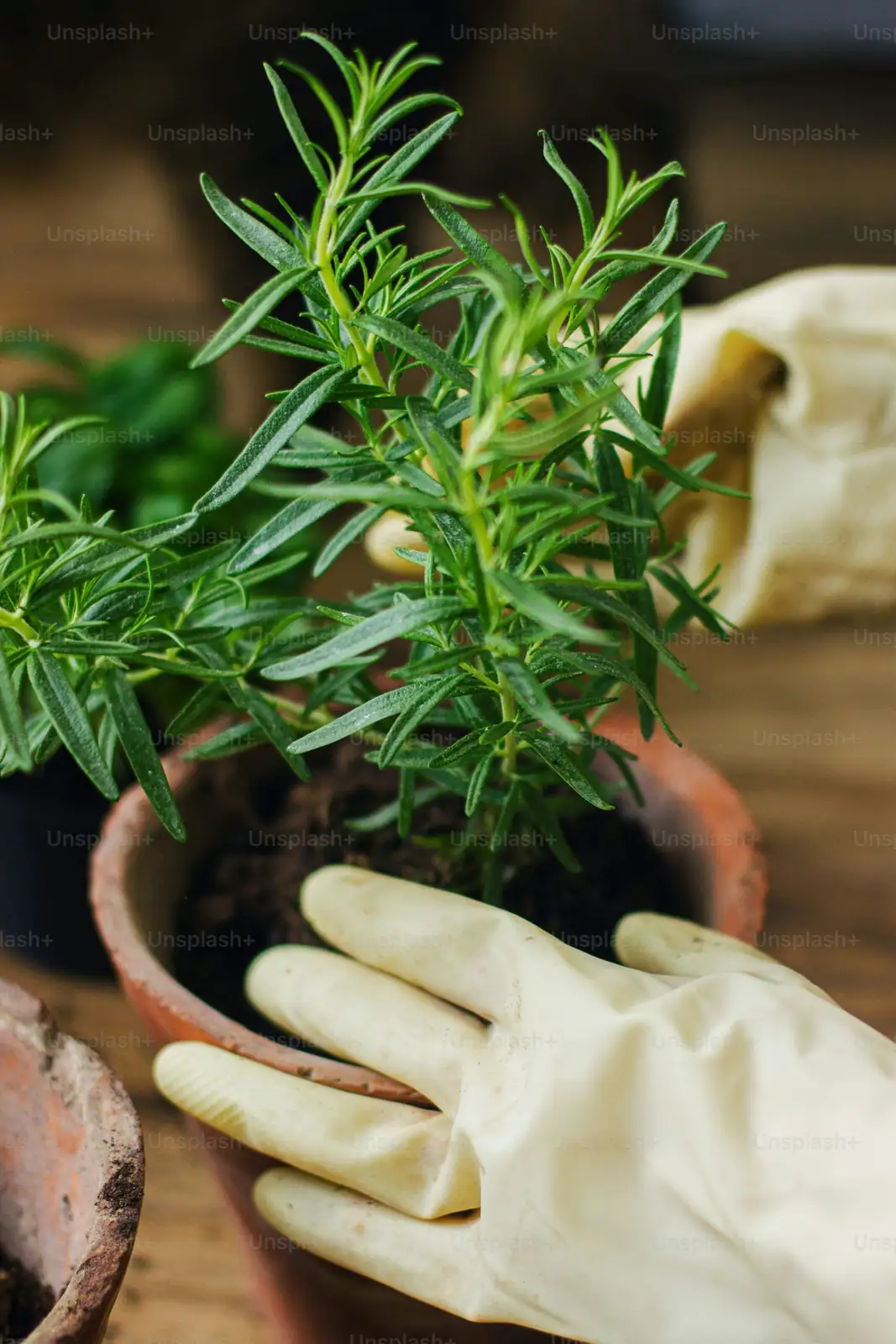 cast iron plant repotting rhizomes