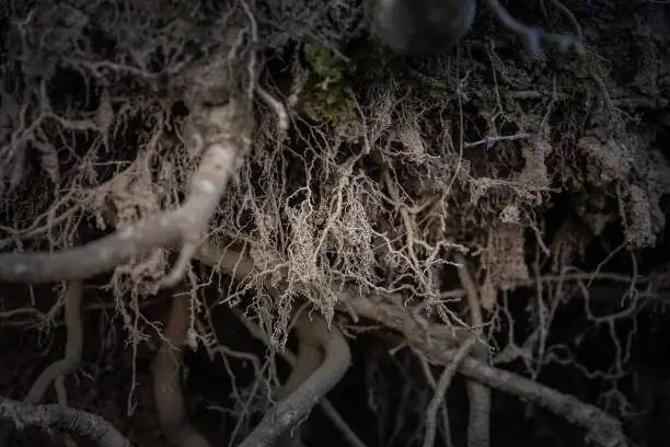 cast iron plant root rot brown roots
