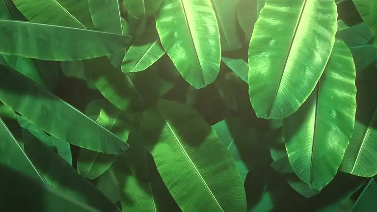 aspidistra deep green leaves close-up