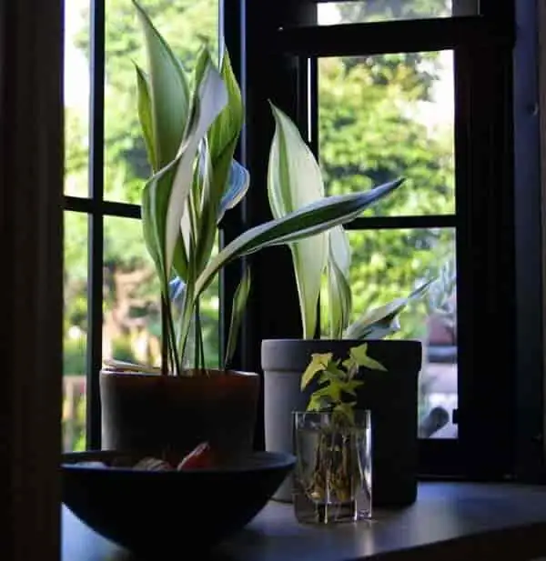 aspidistra indoor low light corner