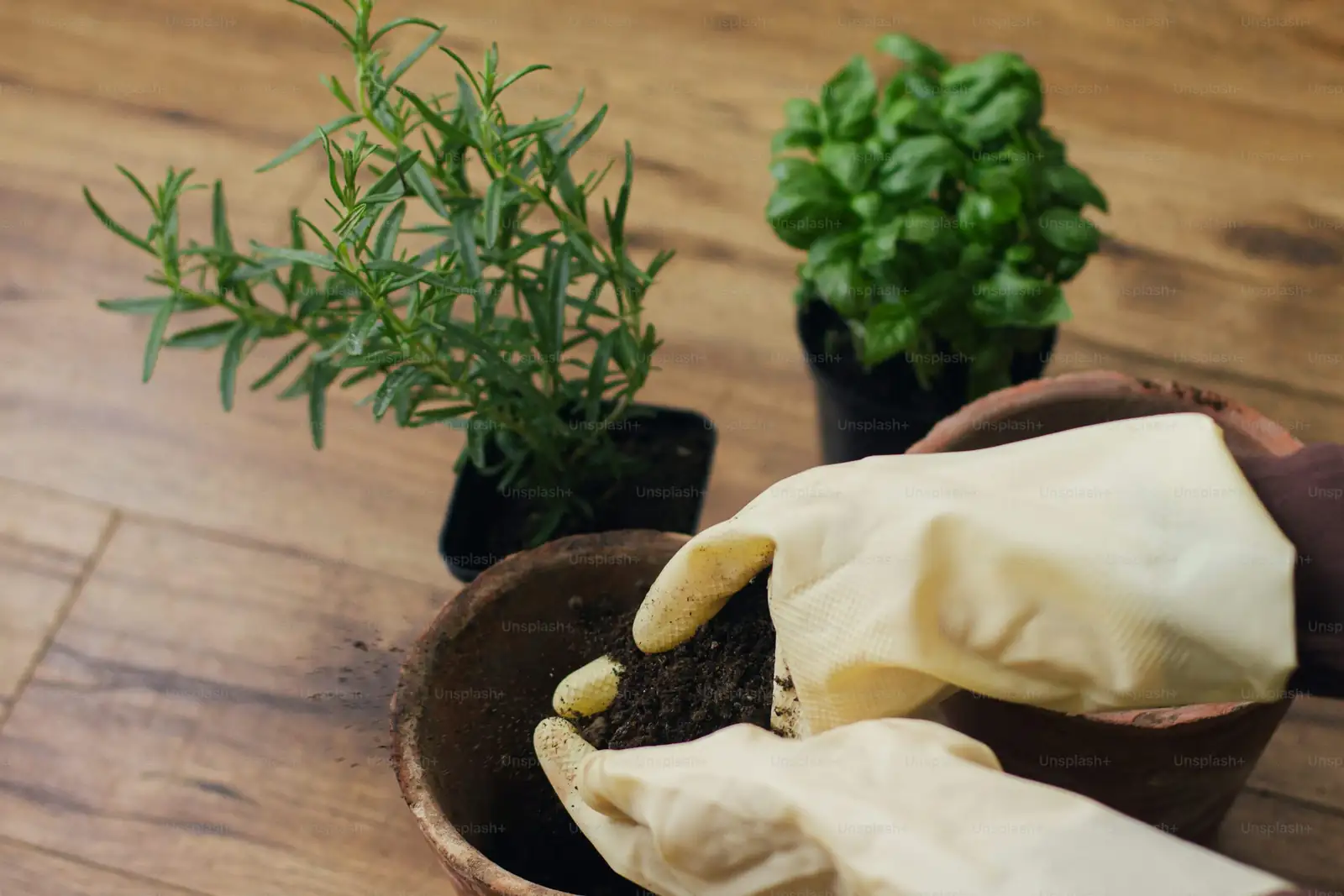 aspidistra flower soil hands uncovering
