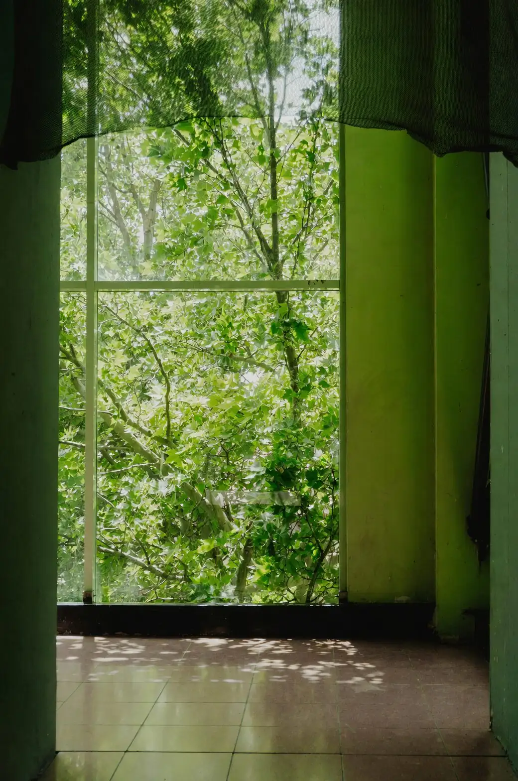 aspidistra bright indirect window light