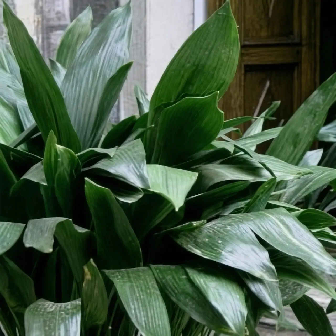 Flower Language of Aspidistra: Endurance, Quiet Elegance, and How Japan’s ‘Haran’ Shaped Its Meaning
