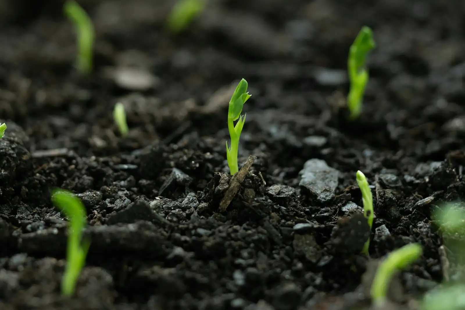 aspidistra flower soil close-up