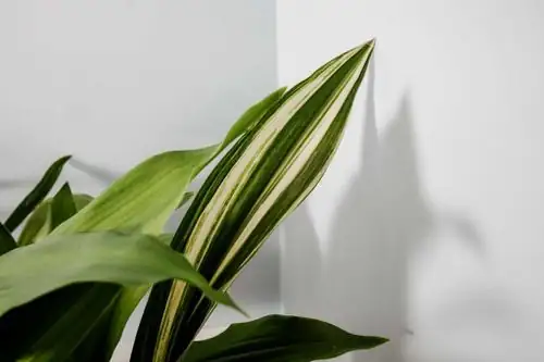 cast iron plant variegated leaves close-up