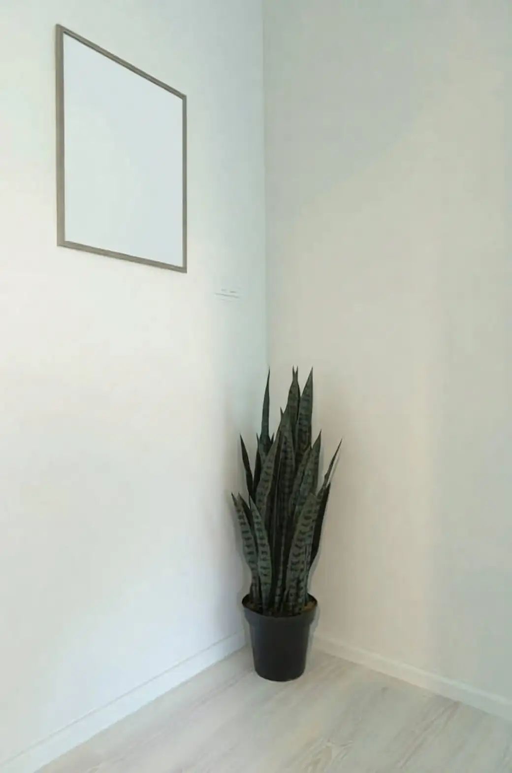Divide and Thrive: A No-Stress Rhizome Propagation Masterclass for Aspidistra