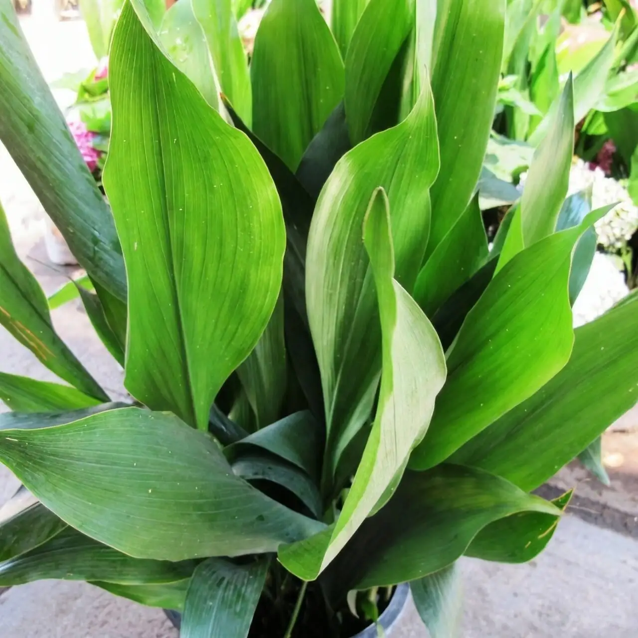aspidistra rhizome division close up