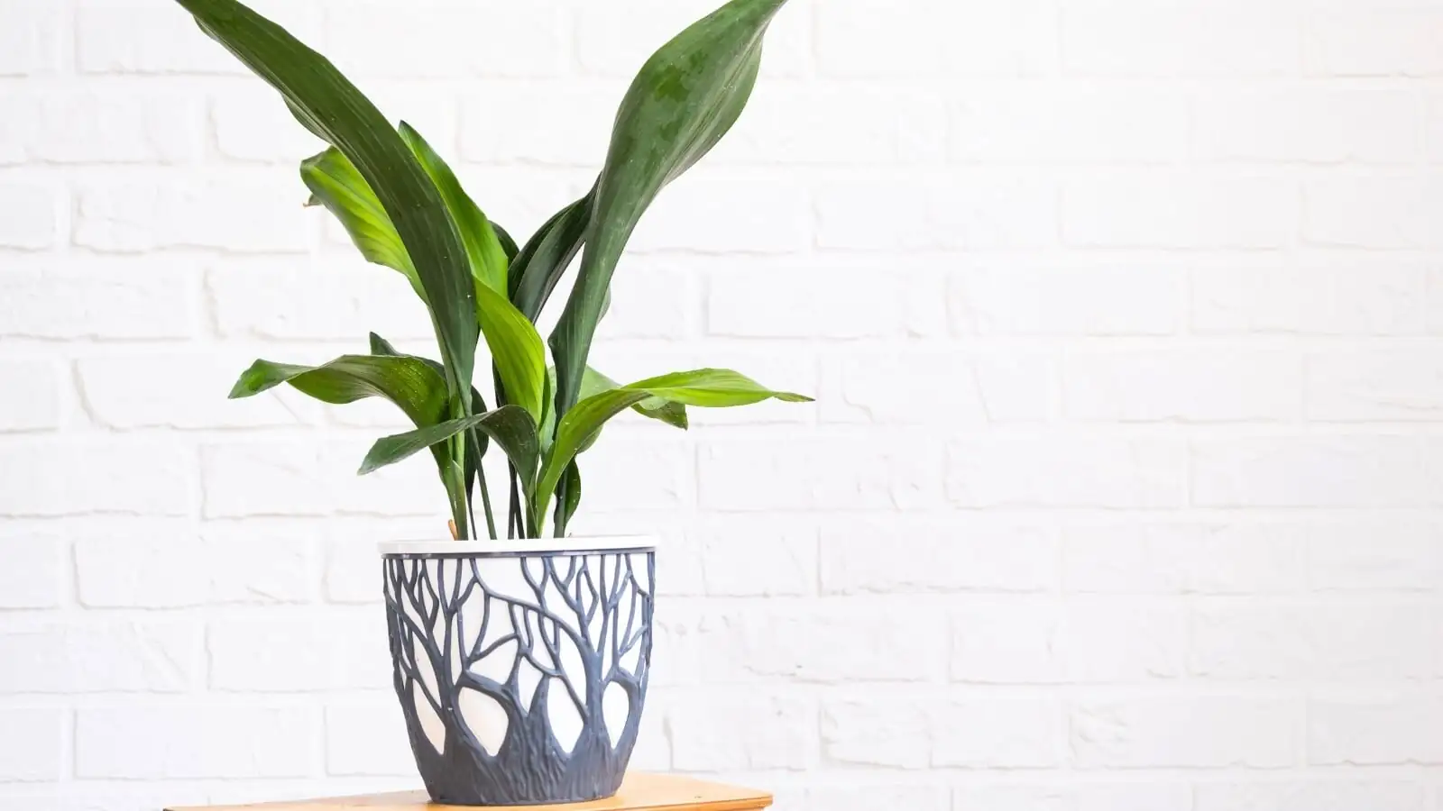 aspidistra division with six leaves