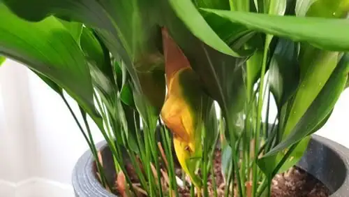 aspidistra yellowing leaves overwatering