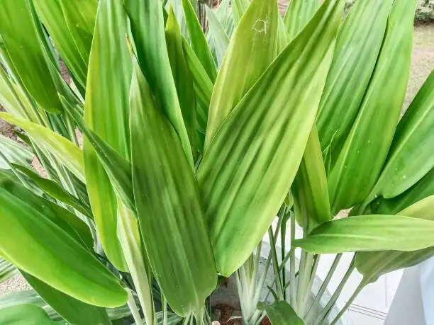 Built for Shade: The Science Behind Aspidistra’s ‘Cast-Iron’ Reputation