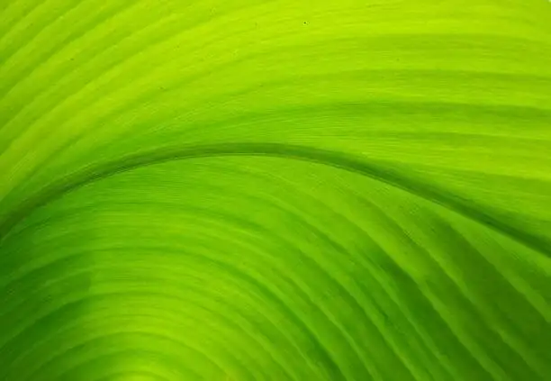 aspidistra leaf texture close up