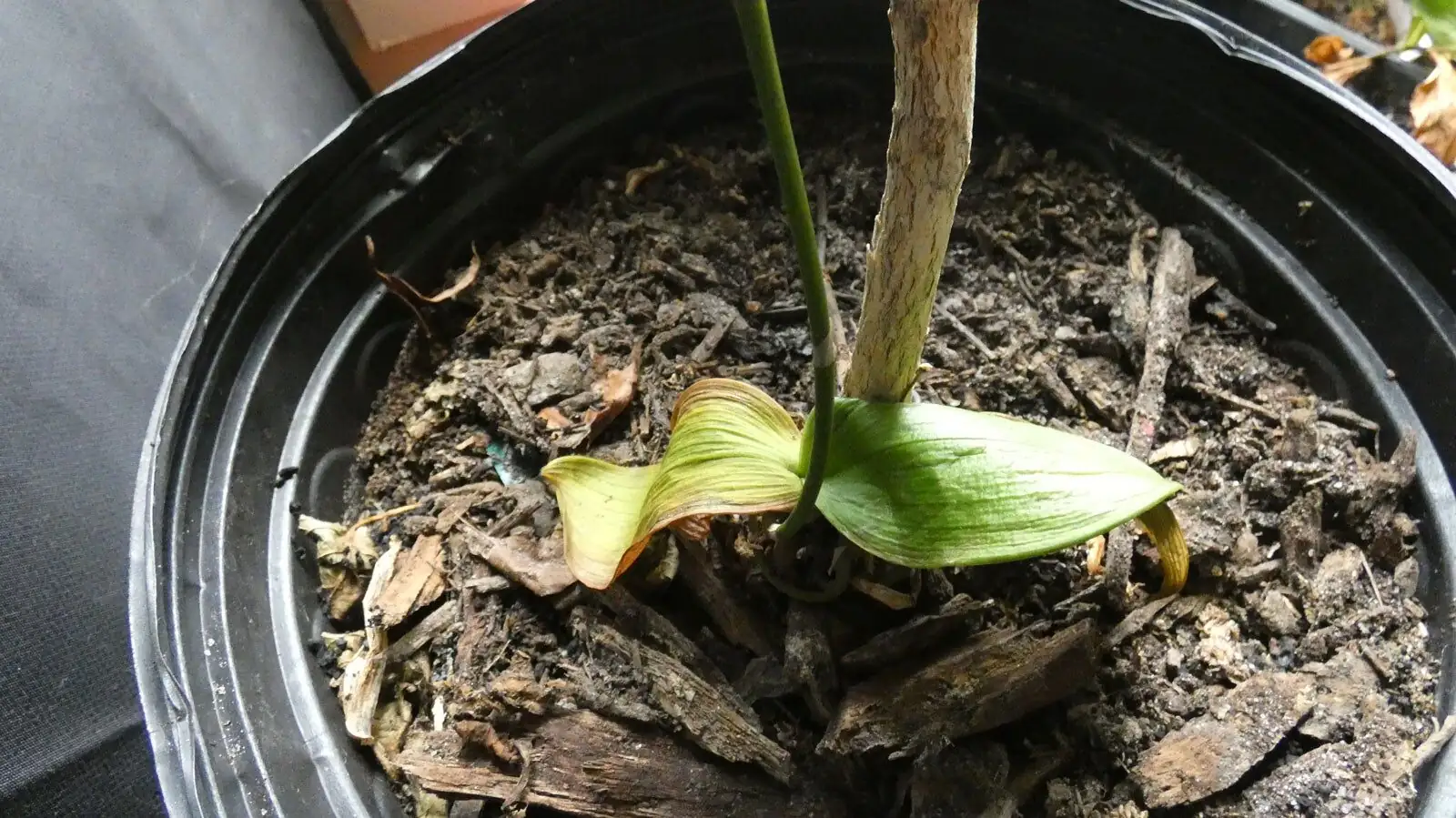 aspidistra sunburn scorched leaves