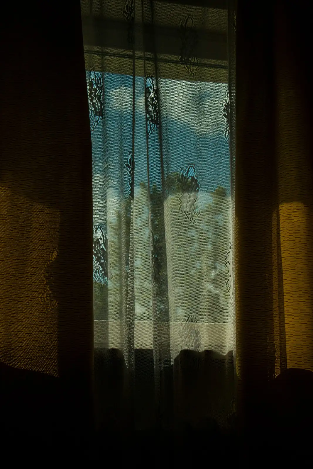 aspidistra by sheer curtain