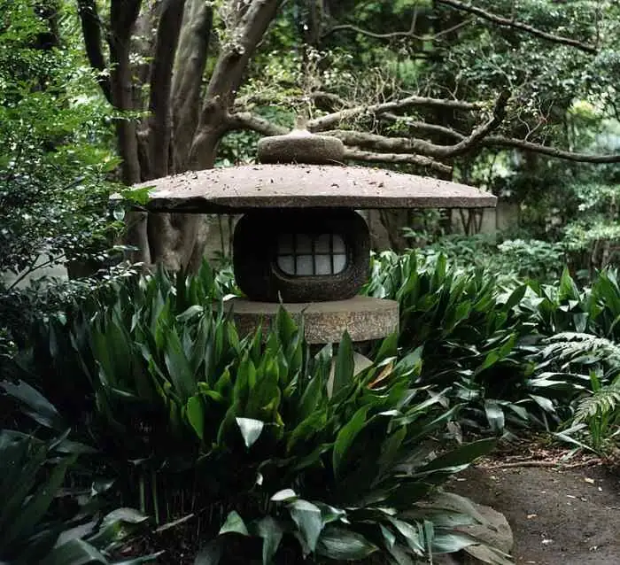 Quiet Hero of the Shade Garden: Using Aspidistra Outdoors (Zones 8–11) with Hostas and Ferns