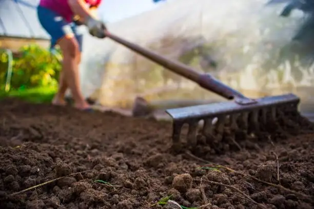 cast iron plant soil preparation under tree