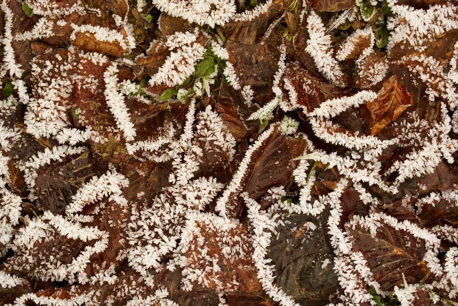 cast iron plant frost cloth cover