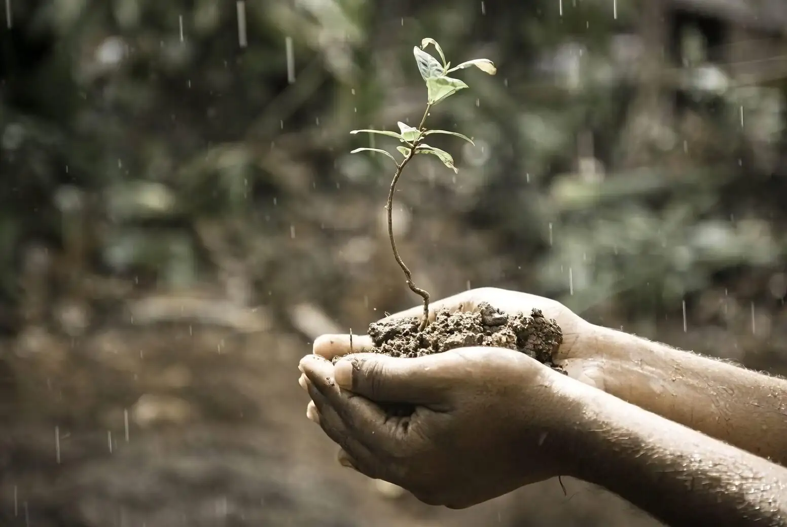 cast iron plant rhizome division hands