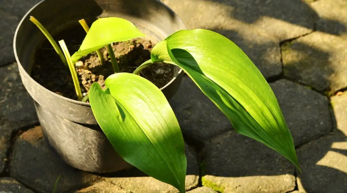 cast-iron plant rhizome division repotting