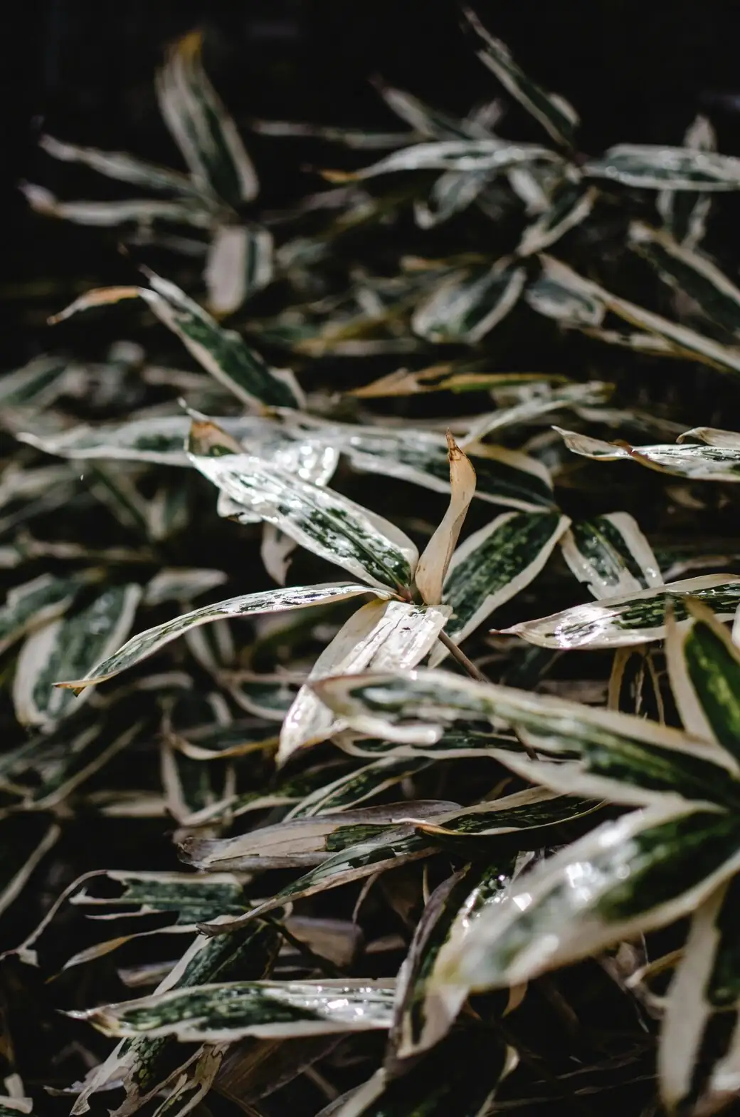 Keep Those Cream Stripes Crisp: Special Care for Variegated Aspidistra Cultivars