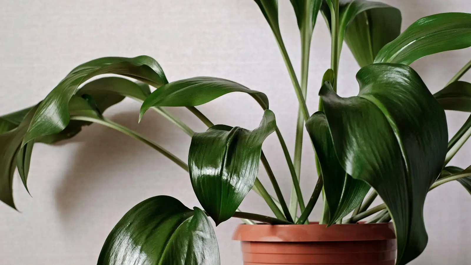 aspidistra watering at sink