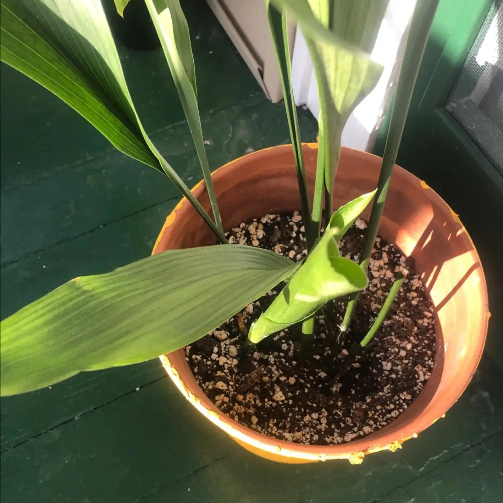 cast iron plant finger soil check