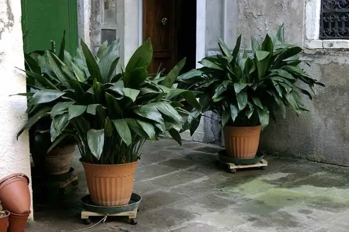cast iron plant watering pot edge