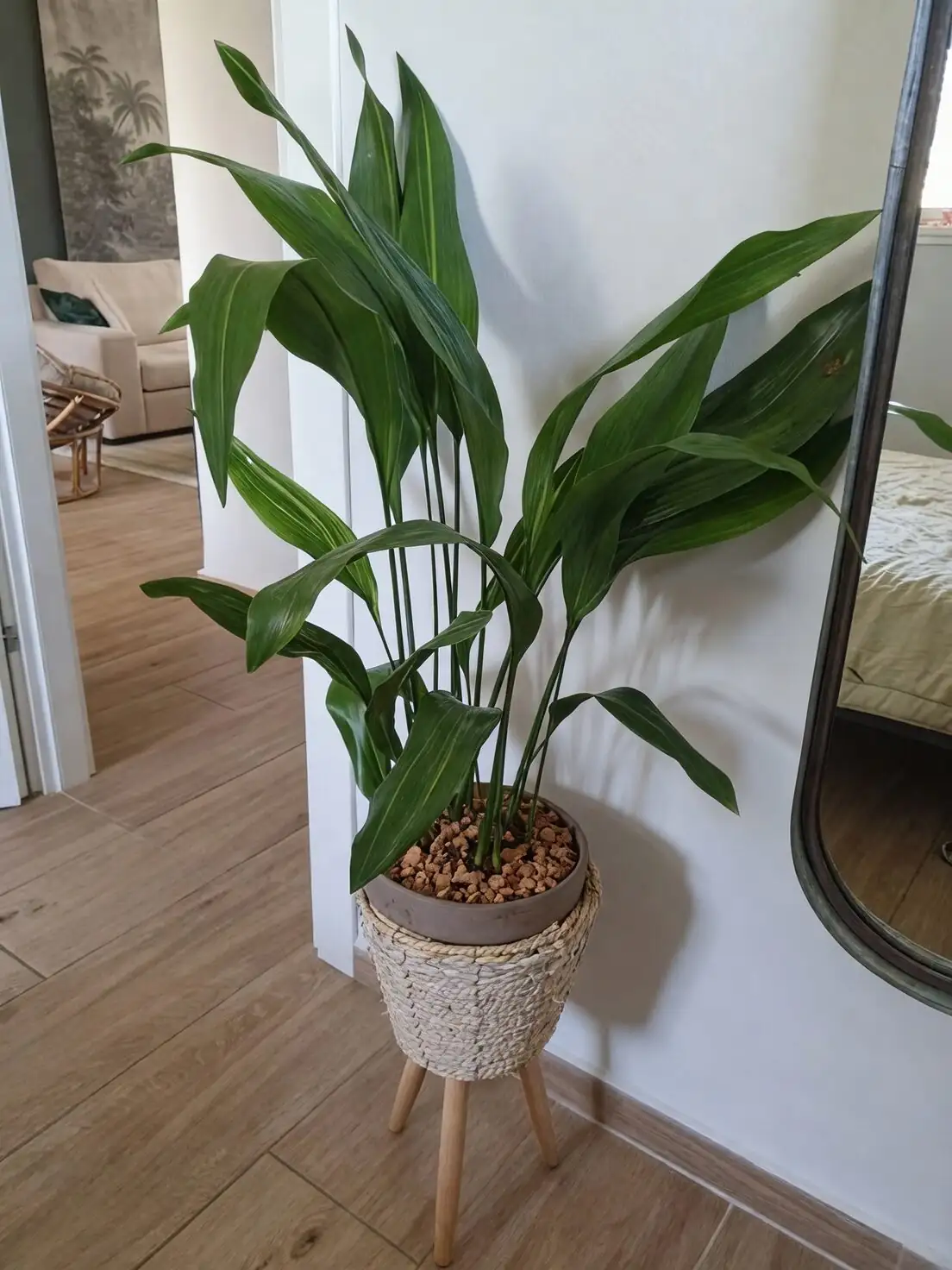cast iron plant living room corner