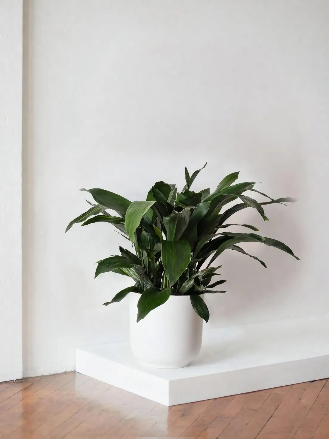 cast iron plant snake plant office