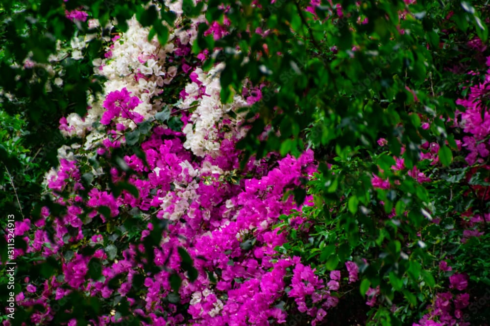 گل کاغذی تصویر 4
