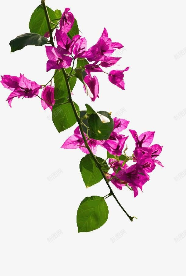 گل کاغذی تصویر 5