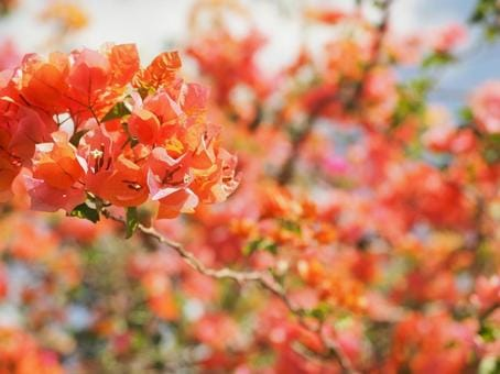 گل کاغذی تصویر 7