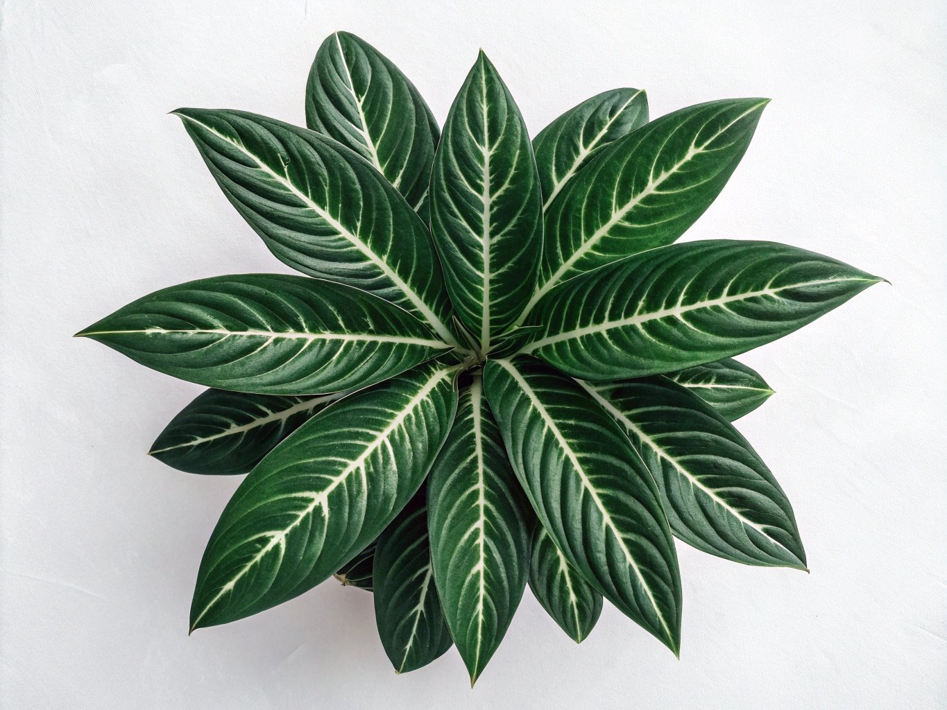 Chinese Evergreen Bild 4