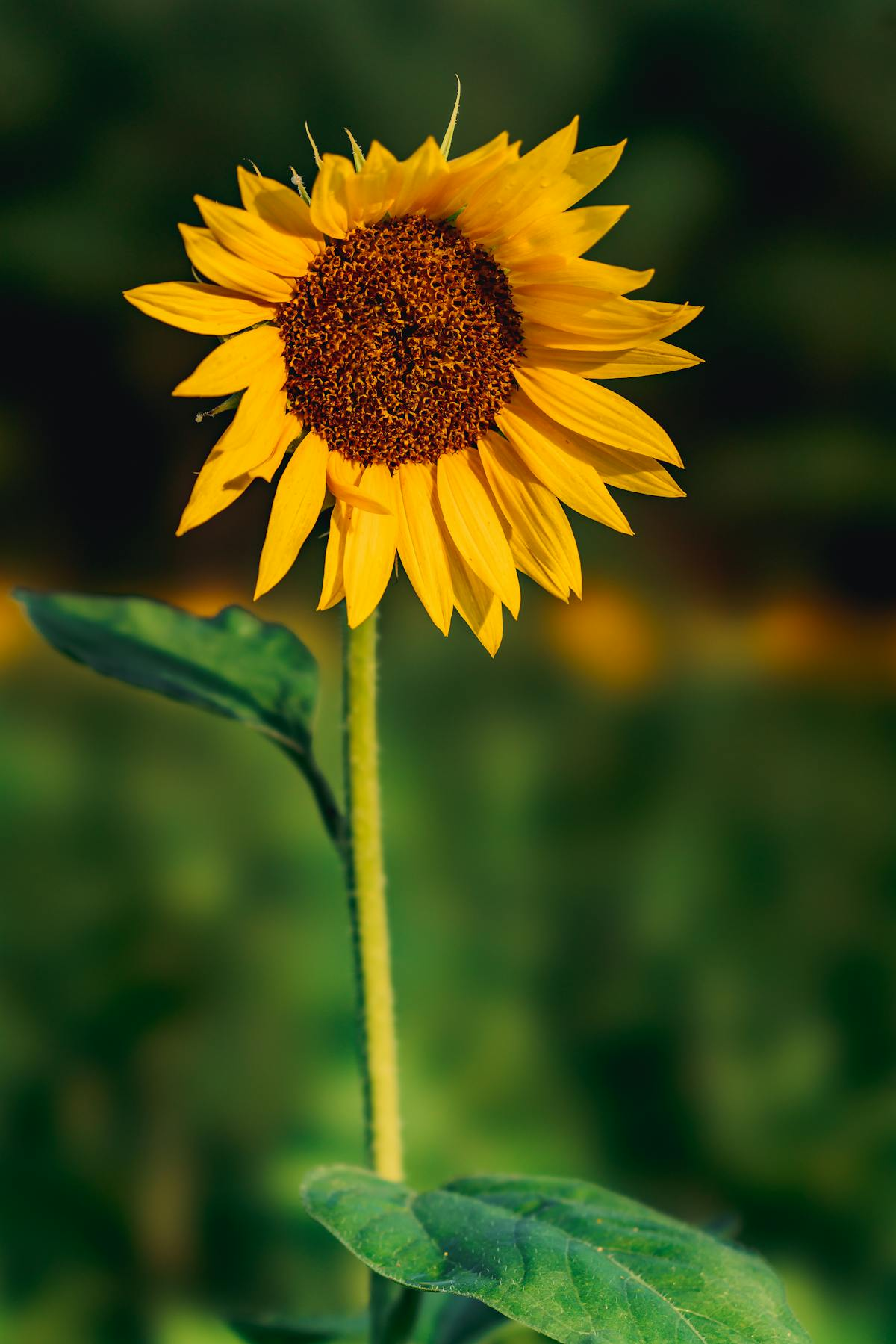 سورج مکھی تصویر 3