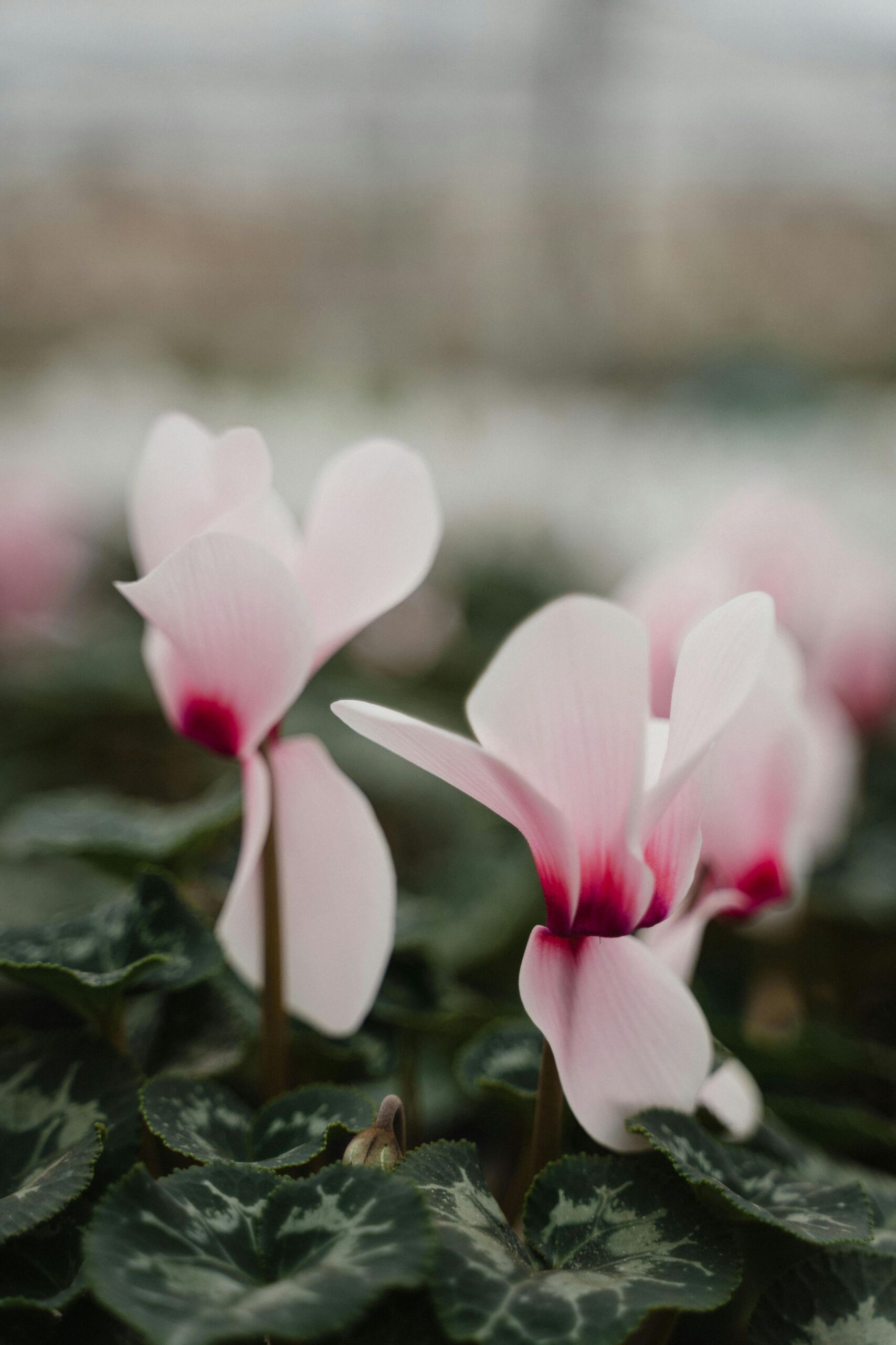 Cyclamen photo 3