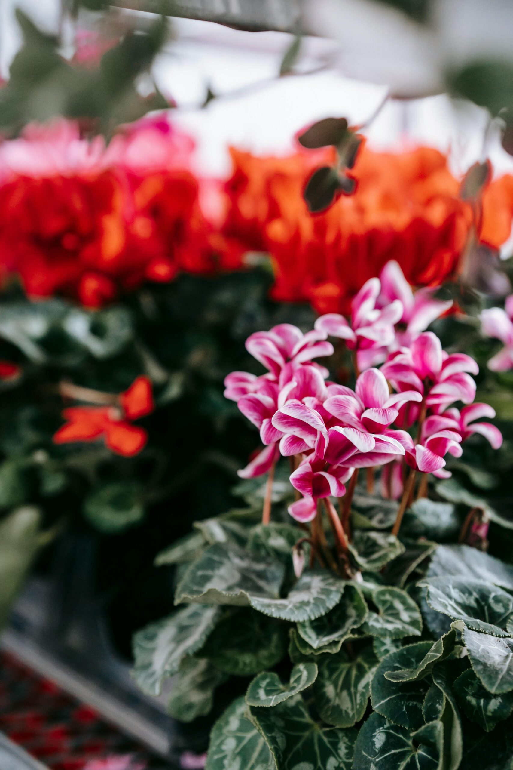 Cyclamen photo 4