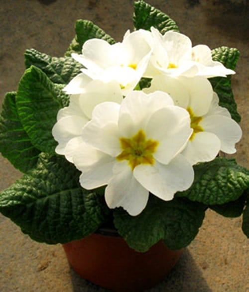 Primrose afbeelding 4