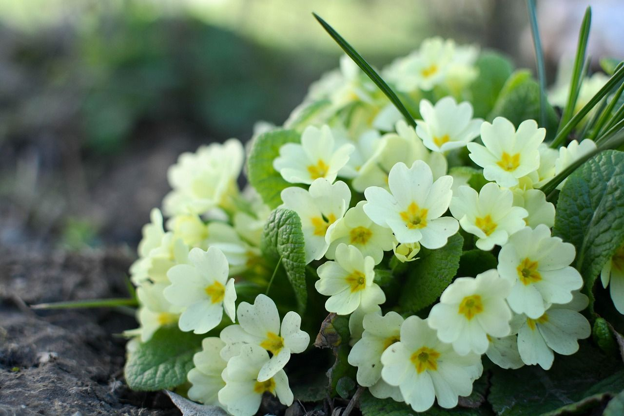 Primrose afbeelding 5
