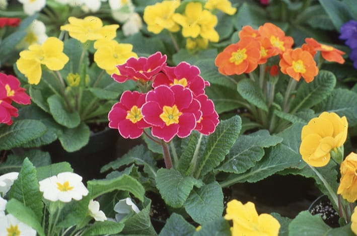 Primrose afbeelding 6